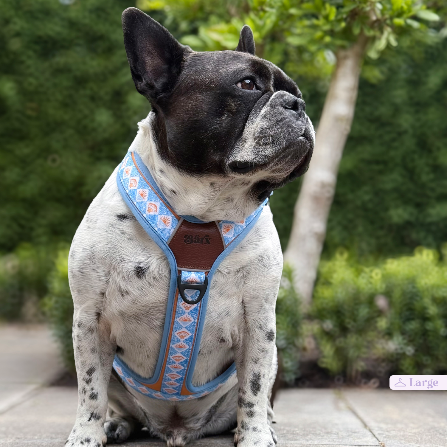 Adventure Air Harness | Hope Harbor – Barx Dogs