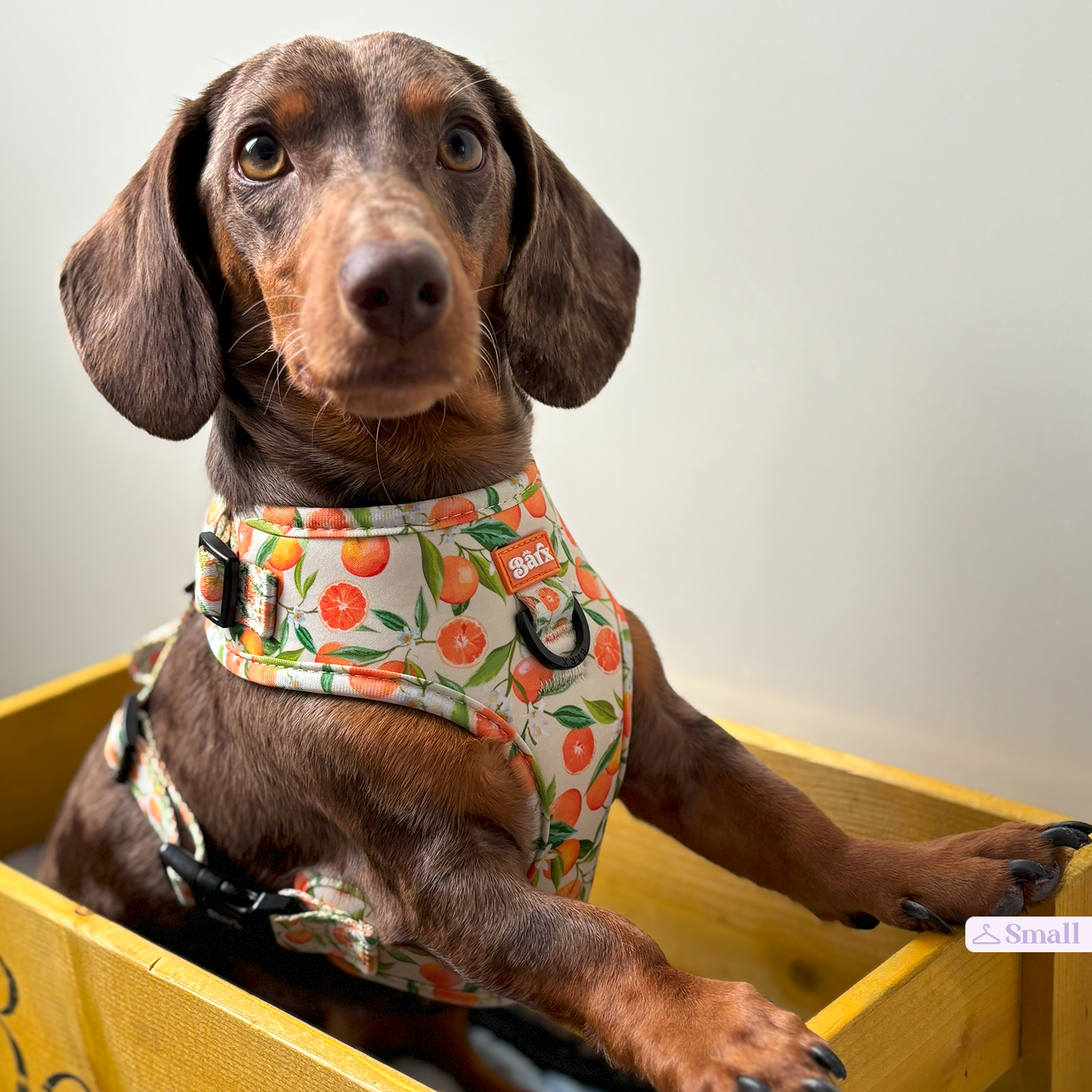 Adjustable Harness | Orancello – Barx Dogs