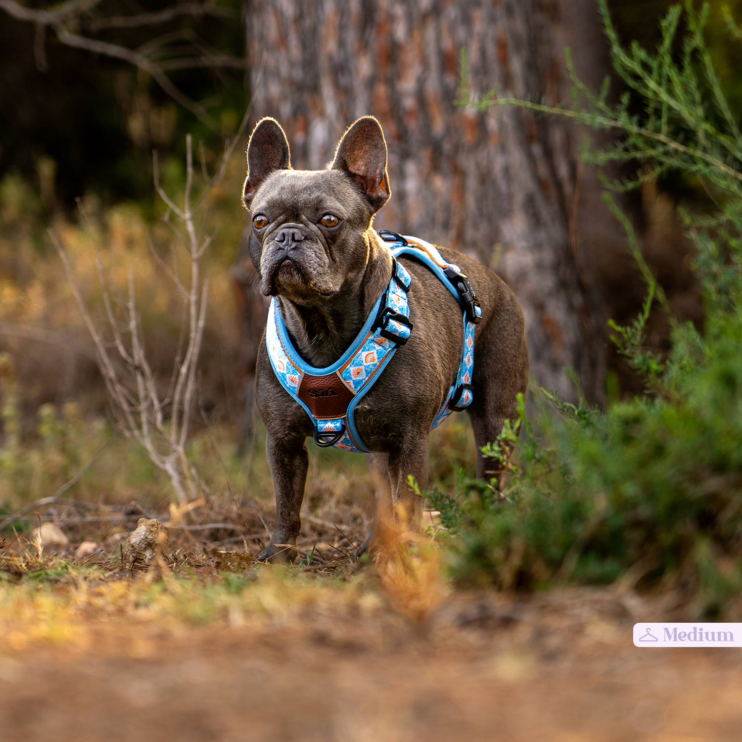 Adventure Air Harness | Hope Harbor – Barx Dogs
