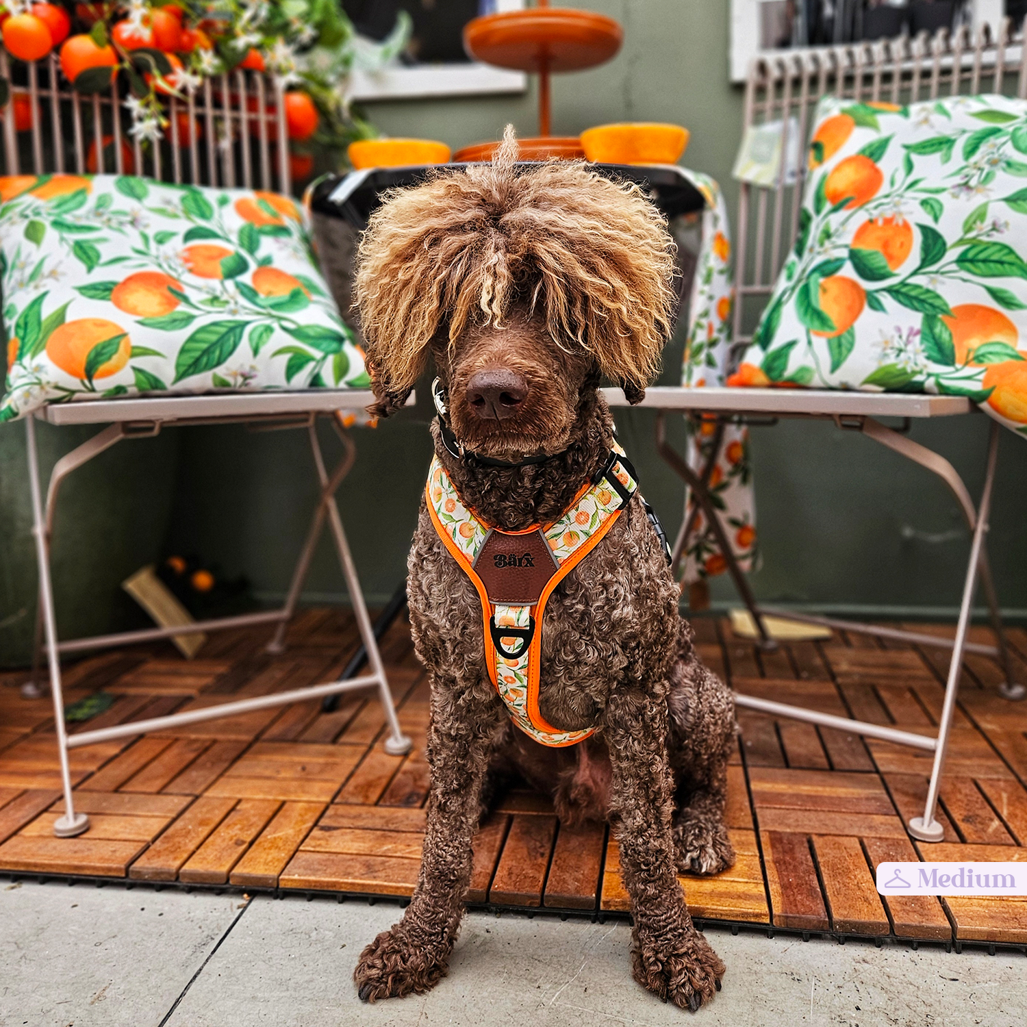 Adventure Air Harness | Orancello – Barx Dogs